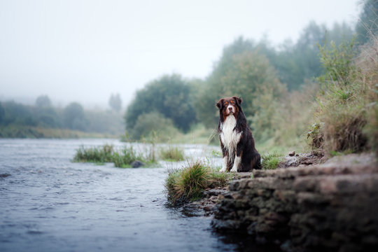 Dog Australian shepherd at the river
