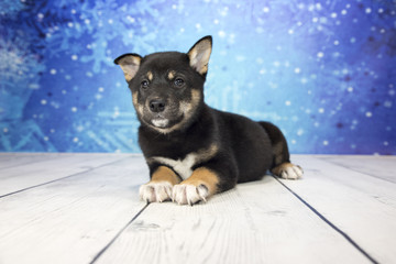 Shiba Inu with snowflake background