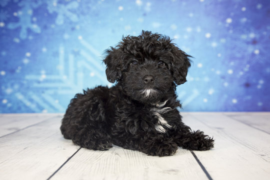 Cavapoo with snowflake background