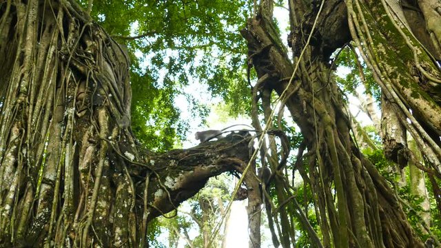 Macaque monkeys jumping in trees in Monkeyforest in Ubud, Bali