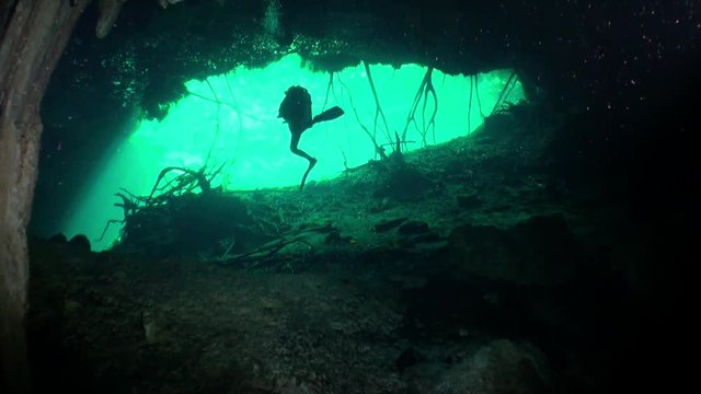 Roots of trees under water in Yucatan cenotes caves. Diving in pure water on a green background.