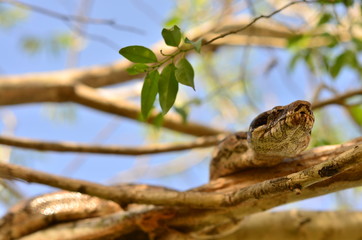 Constrictor