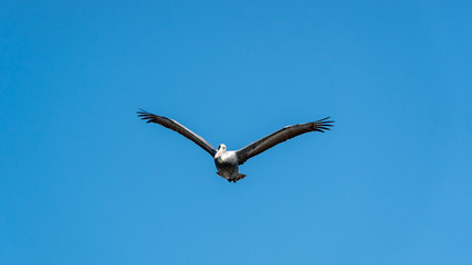 Fototapeta na wymiar Pelican flying over Paracas National Park in Ica, Peru