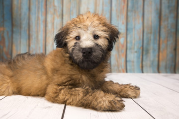 Soft Coated Wheaten Terrier with blue wood background