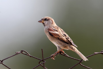 Fototapeta premium Close up photo of female house sparrow sits on wire on green blurred background