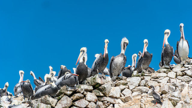 Paracas National Park in Peru with pelicans. Ica, Peru
