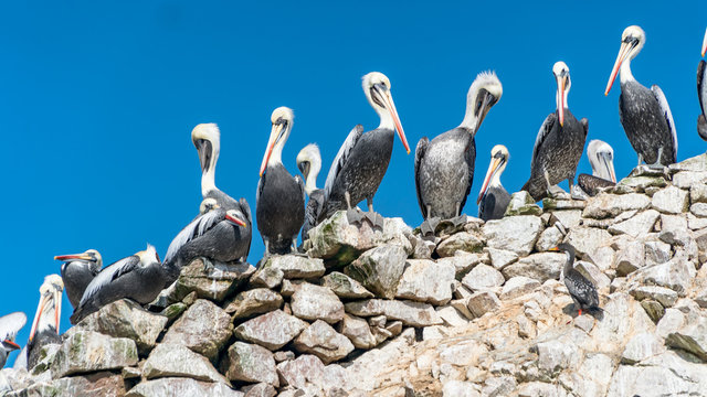Paracas National Park in Peru with pelicans. Ica, Peru