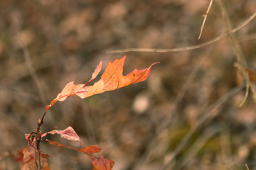 Colorful Fall Leaves with a Blurry Bokeh Background