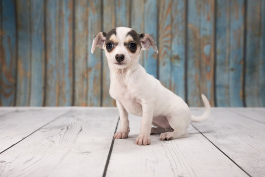 Chihuahua with blue wood background