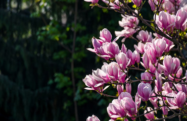magnolia flowers close up with shallow depth of field on a blur background