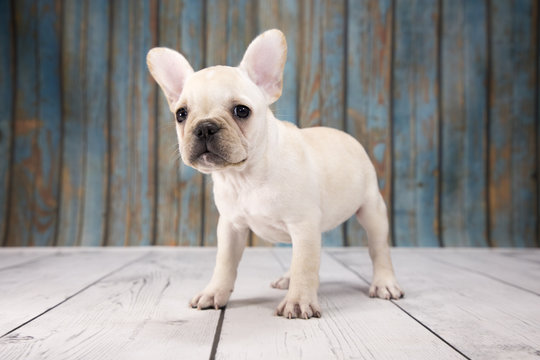 French Bulldog with blue wood background