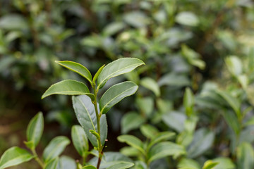 Green tea bud and leaves.