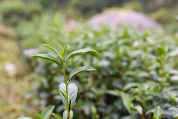 Fototapeta na wymiar Green tea bud and leaves.