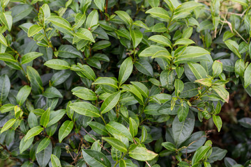 Green tea bud and leaves.