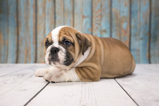 Victorian Bulldog with blue wood background