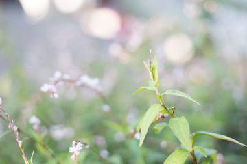 Vietnamese coriander,vegetables and Thai herbs have medicinal properties.