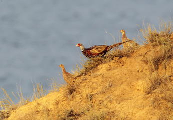 An unusual morning photo of a male and two female pheasants descend along a steep slope against a...