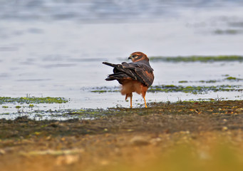 Young Montagu's harrier (Circus pygargus) sits on the bank of the estuary Back view