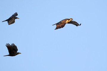 Escort. Two crows pursue an osprey in the air on a blue background