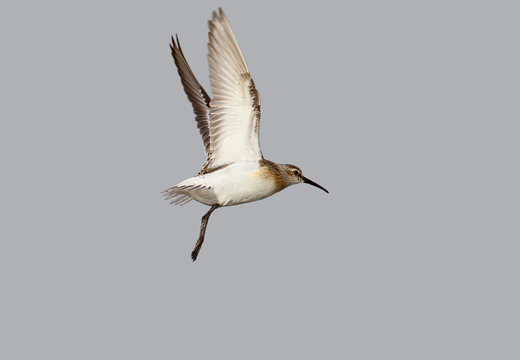 A dunlin in winter plumage in flight isolated on grey blurred background