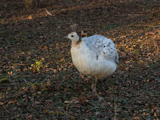 Peacock white color walks through its territory