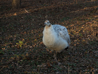 Peacock white color walks through its territory