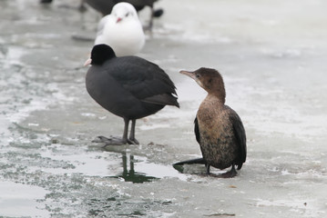 A little cormorant in winter plumage sits on the ice with eurasian coot