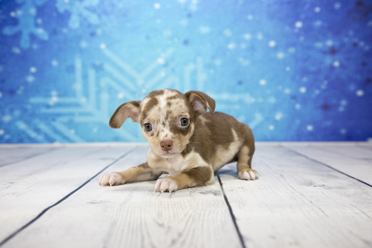 Chiweenie with snowflake background