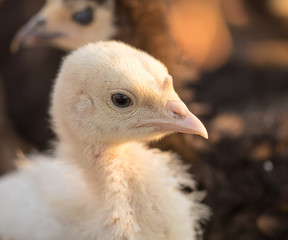 small turkey chickens graze on the farm