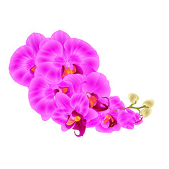 Fototapeta na wymiar Stem orchids purple flowers Phalaenopsis tropical plant vintage vector botanical illustration for design hand draw