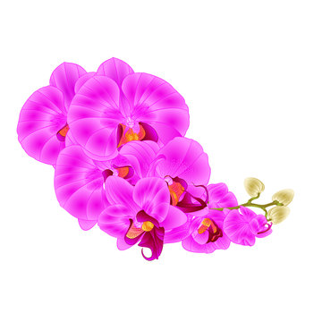 Stem orchids  purple  flowers  Phalaenopsis tropical plant    vintage vector botanical illustration for design hand draw