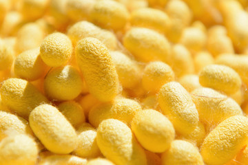 Silk production process, Silkworm from egg to worm