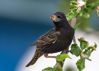 Male common starling with bug in mouth to deliver into his nest
