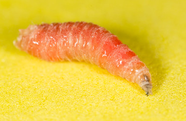 worm of maggots on a yellow background