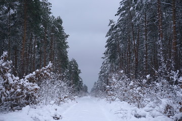 Road between snow covered pine trees