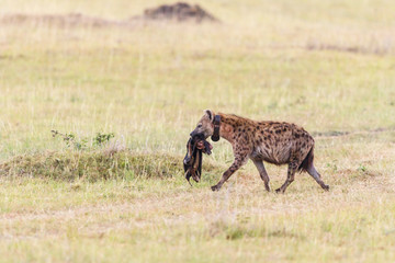 Naklejka na ściany i meble Hyena walking with a prey and wearing a tracking collar