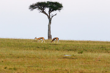Thomson's gazelles at a single tree on the savannah in Africa