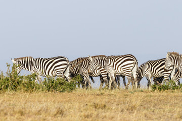 Fototapeta na wymiar Savanna with wandering flock of Zebras