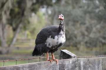 Guineafowl on fence