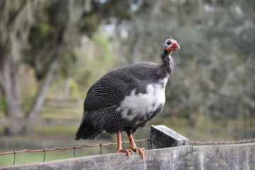 Guineafowl on fence