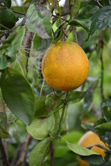 Florida Oranges growing in December