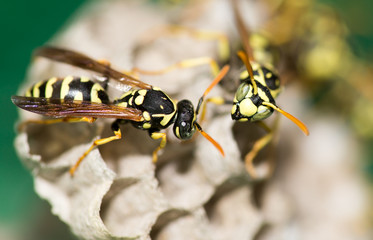 A wasp for hives in nature