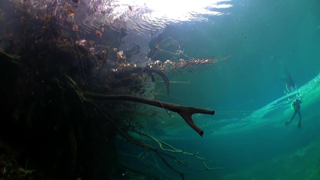 Yucatan cenotes underwater in Mexico. Scuba diving in clean water.