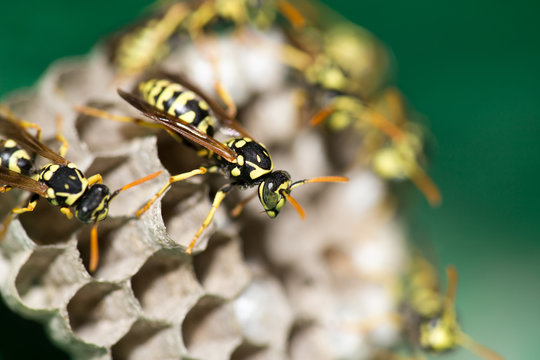 A wasp for hives in nature