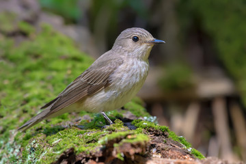 Spotted Flycatcher perched on a mossy stub