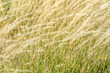 Decorative grass background