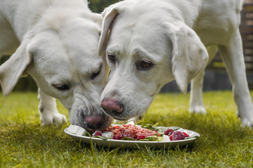 Zwei junge labrador welpen fressen zusammen einen Haufen Fleisch von einem Teller 