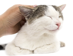 Caresses a cat hand on a white background