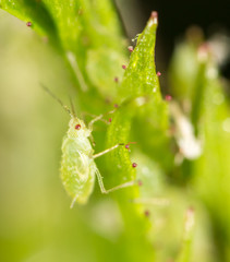 small aphid on a green leaf in the open air