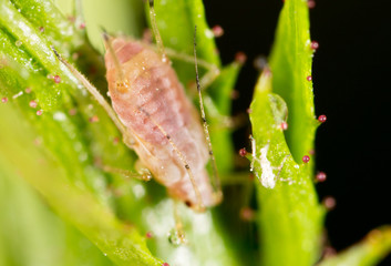 small aphid on a green leaf in the open air